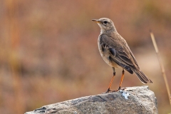 Plain-backed Pipit [Anthus leucophrys leucophrys]