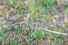 African Pipit [Anthus cinnamomeus rufuloides]