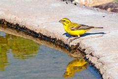 Yellow Canary [Crithagra flaviventris damarensis]