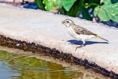 Yellow Canary [Crithagra flaviventris damarensis]