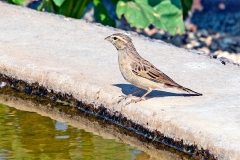 Lark-like Bunting [Emberiza impetuani impetuani]