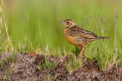 Cape Longclaw [Macronyx capensis colletti]