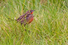 Rosy-throated Longclaw [Macronyx ameliae ameliae]