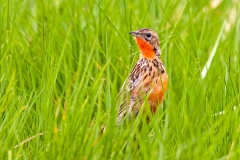 Rosy-throated Longclaw [Macronyx ameliae ameliae]