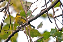 Black-faced Canary [Crithagra capistrata capistrata]