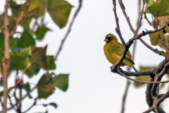 Black-faced Canary [Crithagra capistrata capistrata]