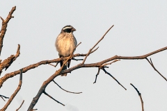 Black-eared Seedeater [Crithagra mennelli]