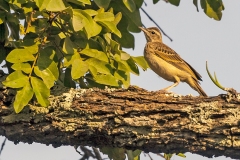 Wood Pipit [Anthus nyassae schoutedeni]
