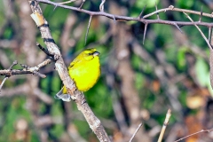 Yellow-fronted Canary [Crithagra atrogularis samaliyae]