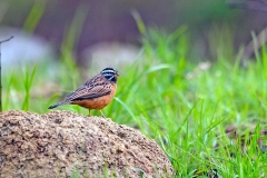 Cinnamon-breasted Bunting [Emberiza tahapisi tahapisi]
