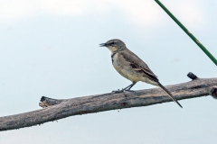 Cape Wagtail [Motacilla capensis capensis]