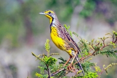 Yellow-throated Longclaw [Macronyx croceus vulturnus]