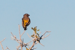 White-throated Canary [Crithagra albogularis sordahlae]