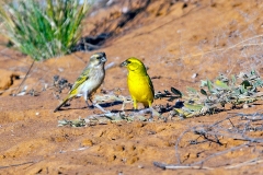 Yellow Canary [Crithagra flaviventris damarensis]