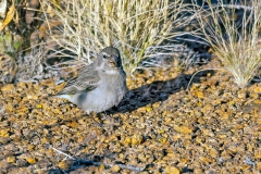 White-throated Canary [Crithagra albogularis sordahlae]