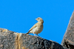 Lark-like Bunting [Emberiza impetuani impetuani]