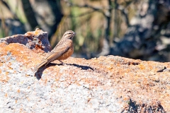 Cinnamon-breasted Bunting [Emberiza tahapisi tahapisi]