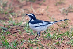 African Pied Wagtail [Motacilla aguimp vidua]