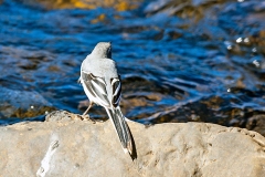 Mountain Wagtail [Motacilla clara torrentium]