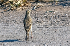 African Pipit [Anthus cinnamomeus rufuloides]