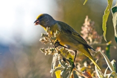 Cape Canary [Serinus canicollis thompsonae]
