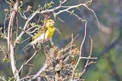 White-bellied Canary [Crithagra dorsostriata taruensis]