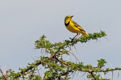 Golden Pipit [Tmetothylacus tenellus]
