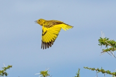 Golden Pipit [Tmetothylacus tenellus]