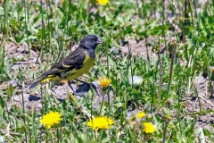 Yellow-rumped Siskin [Spinus uropygialis]