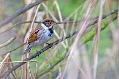 Common Reed Bunting [Emberiza schoeniclus schoeniclus]