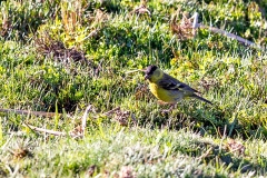 Black-chinned Siskin [Spinus barbatus]