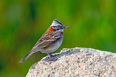 Rufous-collared Sparrow [Zonotrichia capensis chilensis]