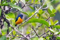 Rufous-bellied Euphonia [Euphonia rufiventris rufiventris]