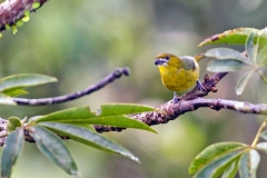 White-lored Euphonia [Euphonia chrysopasta chrysopasta]