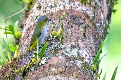White-lored Euphonia [Euphonia chrysopasta chrysopasta]