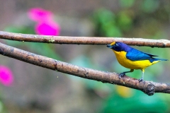Violaceous Euphonia [Euphonia violacea aurantiicollis]