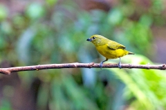 Violaceous Euphonia [Euphonia violacea aurantiicollis]