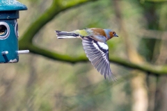 Eurasian Chaffinch [Fringilla coelebs gengleri]