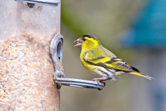 Eurasian Siskin [Spinus spinus]