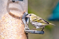 Eurasian Siskin [Spinus spinus]