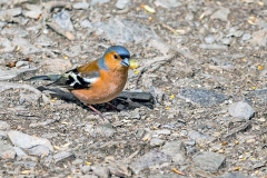 Eurasian Chaffinch [Fringilla coelebs gengleri]