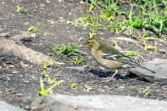 Eurasian Chaffinch [Fringilla coelebs gengleri]