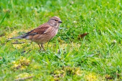 Common Linnet [Linaria cannabina cannabina]
