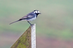 White Wagtail [Motacilla alba yarrellii]