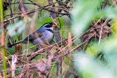 Saffron-billed Sparrow [Arremon flavirostris polionotus]