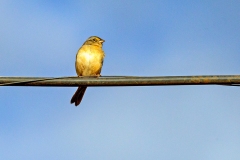 Grassland Sparrow [Ammodramus humeralis xanthornus]