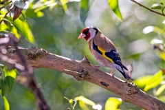European Goldfinch [Carduelis carduelis britannica]
