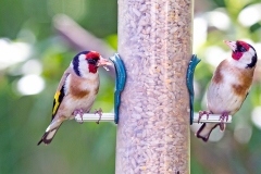 European Goldfinch [Carduelis carduelis britannica]