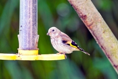 European Goldfinch [Carduelis carduelis britannica]