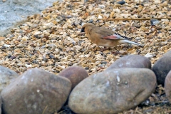Desert Finch [Rhodospiza obsoleta]